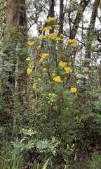 Cassinia aureonitens