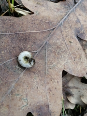 Xerolenta obvia