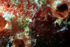 Polyclinidae