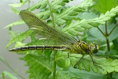 Gomphus pulchellus