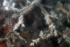 Amathia verticillata