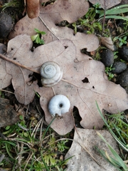 Xerolenta obvia