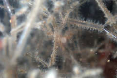 Amathia verticillata