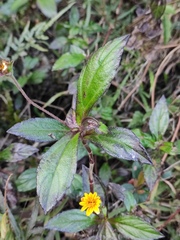 Sphagneticola trilobata