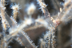 Amathia verticillata