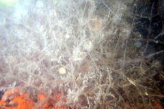 Amathia verticillata