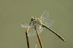 Gomphus pulchellus