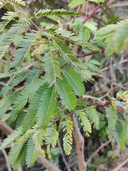 Mimosa bimucronata