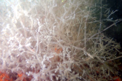 Amathia verticillata