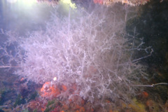 Amathia verticillata