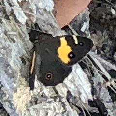 Tisiphone abeona abeona