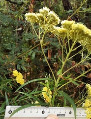 Cassinia aureonitens