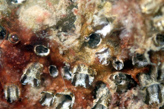 Ascidian photo 2