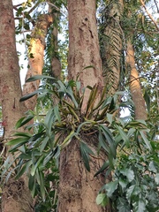 Dendrobium chrysotoxum