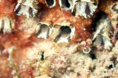 Ascidian photo 5