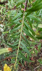 Cassinia aureonitens