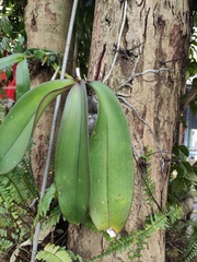 Phalaenopsis aphrodite