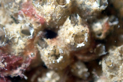 Ascidian photo 3