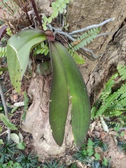 Phalaenopsis aphrodite