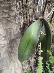 Phalaenopsis aphrodite