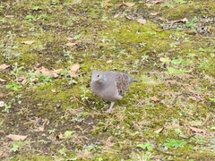 Streptopelia orientalis orientalis