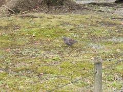 Streptopelia orientalis orientalis