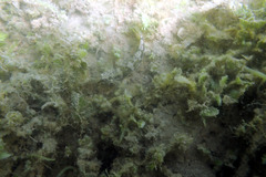 Bathygobius krefftii