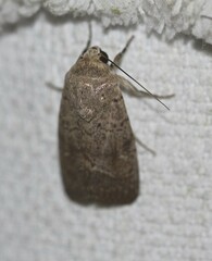 Athetis reclusa