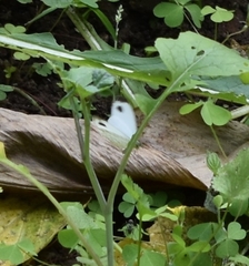 Leptosia nina