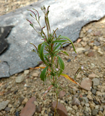 Epilobium parviflorum