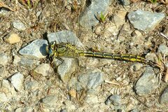 Gomphus pulchellus