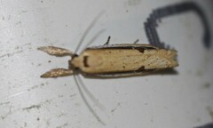 Compsotorna oligarchica