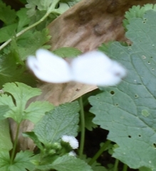 Leptosia nina
