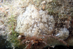 Aplidium