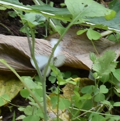 Leptosia nina