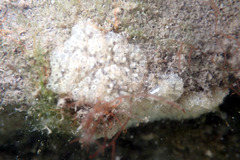 Aplidium