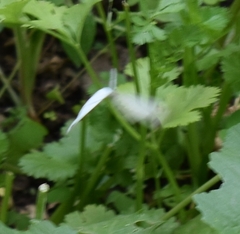 Leptosia nina