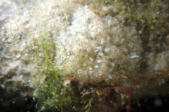 Aplidium