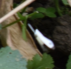 Leptosia nina