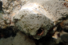 Microcosmus squamiger