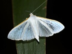 Margaroniini