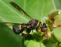 Leucospidae
