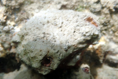 Microcosmus squamiger