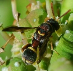 Leucospidae