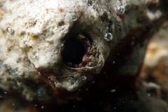 Microcosmus squamiger