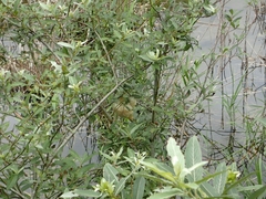 Zhangixalus arboreus