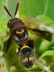 Leucospidae