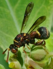 Leucospidae