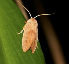 Cryptophasa rubescens