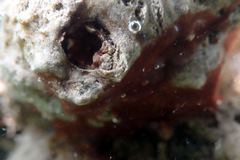 Microcosmus squamiger